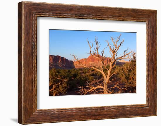 USA, Utah, Capitol Reef National Park, Parched Tree-Catharina Lux-Framed Photographic Print