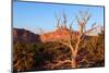 USA, Utah, Capitol Reef National Park, Parched Tree-Catharina Lux-Mounted Photographic Print