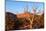 USA, Utah, Capitol Reef National Park, Parched Tree-Catharina Lux-Mounted Photographic Print