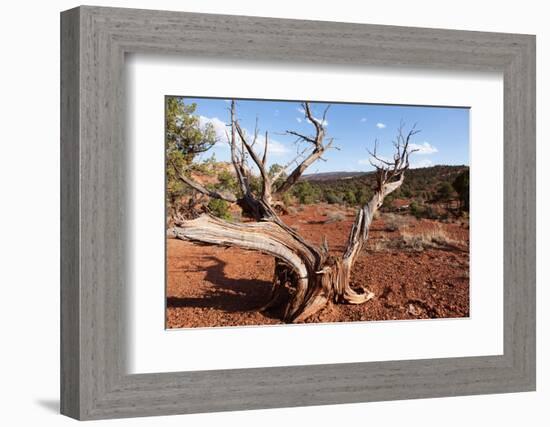 USA, Utah, Capitol Reef National Park, Parched Tree-Catharina Lux-Framed Photographic Print