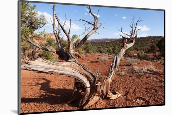 USA, Utah, Capitol Reef National Park, Parched Tree-Catharina Lux-Mounted Photographic Print