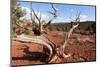USA, Utah, Capitol Reef National Park, Parched Tree-Catharina Lux-Mounted Photographic Print
