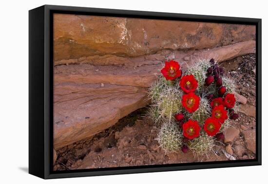 USA, Utah, Cedar Mesa. Red Flowers of Claret Cup Cactus in Bloom on Slickrock-Charles Crust-Framed Premier Image Canvas