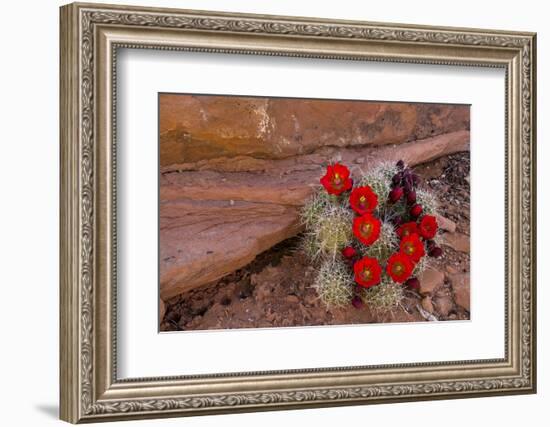 USA, Utah, Cedar Mesa. Red Flowers of Claret Cup Cactus in Bloom on Slickrock-Charles Crust-Framed Photographic Print