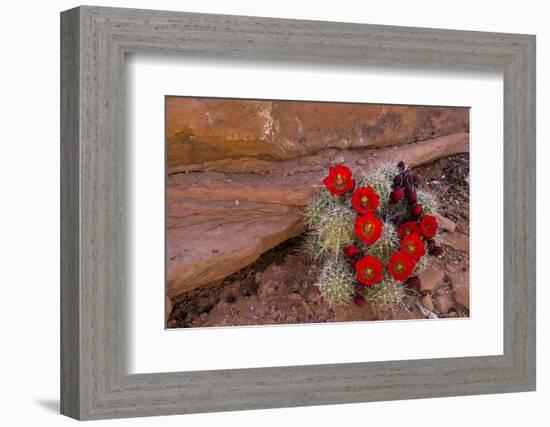 USA, Utah, Cedar Mesa. Red Flowers of Claret Cup Cactus in Bloom on Slickrock-Charles Crust-Framed Photographic Print