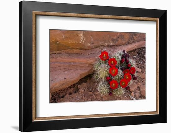 USA, Utah, Cedar Mesa. Red Flowers of Claret Cup Cactus in Bloom on Slickrock-Charles Crust-Framed Photographic Print