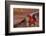 USA, Utah, Cedar Mesa. Red Flowers of Claret Cup Cactus in Bloom on Slickrock-Charles Crust-Framed Photographic Print