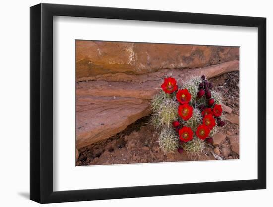 USA, Utah, Cedar Mesa. Red Flowers of Claret Cup Cactus in Bloom on Slickrock-Charles Crust-Framed Photographic Print