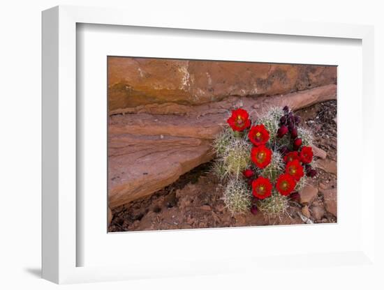 USA, Utah, Cedar Mesa. Red Flowers of Claret Cup Cactus in Bloom on Slickrock-Charles Crust-Framed Photographic Print