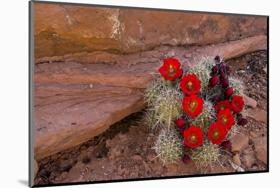 USA, Utah, Cedar Mesa. Red Flowers of Claret Cup Cactus in Bloom on Slickrock-Charles Crust-Mounted Photographic Print