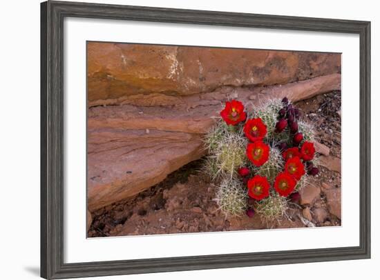 USA, Utah, Cedar Mesa. Red Flowers of Claret Cup Cactus in Bloom on Slickrock-Charles Crust-Framed Photographic Print