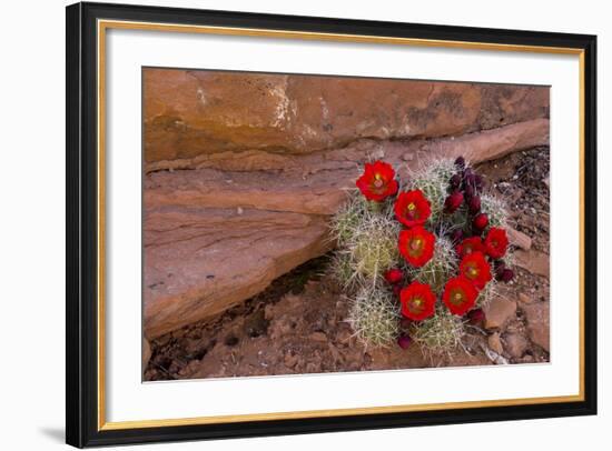 USA, Utah, Cedar Mesa. Red Flowers of Claret Cup Cactus in Bloom on Slickrock-Charles Crust-Framed Photographic Print