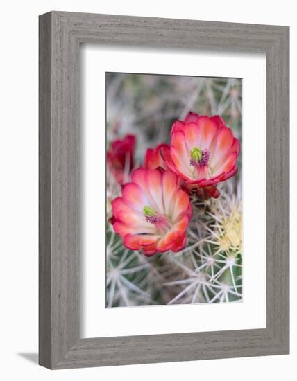 USA, Utah. Claret Cup in bloom, Bears Ears National Monument.-Judith Zimmerman-Framed Photographic Print