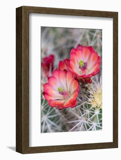 USA, Utah. Claret Cup in bloom, Bears Ears National Monument.-Judith Zimmerman-Framed Photographic Print