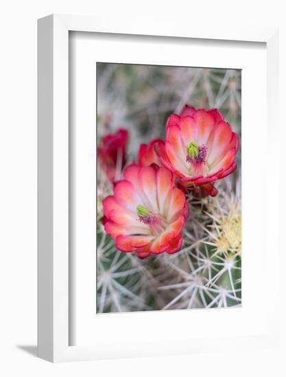 USA, Utah. Claret Cup in bloom, Bears Ears National Monument.-Judith Zimmerman-Framed Photographic Print