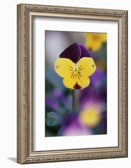 USA, Utah, Close Up of Viola Tricolor in Garden-Scott T. Smith-Framed Photographic Print