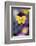 USA, Utah, Close Up of Viola Tricolor in Garden-Scott T. Smith-Framed Photographic Print