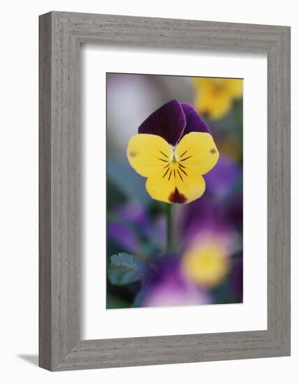 USA, Utah, Close Up of Viola Tricolor in Garden-Scott T. Smith-Framed Photographic Print