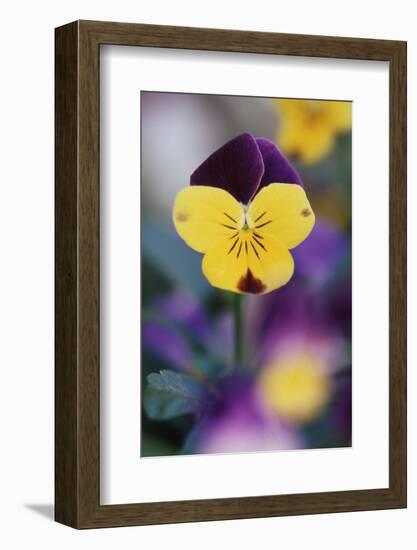 USA, Utah, Close Up of Viola Tricolor in Garden-Scott T. Smith-Framed Photographic Print