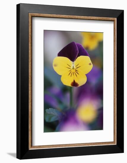 USA, Utah, Close Up of Viola Tricolor in Garden-Scott T. Smith-Framed Photographic Print