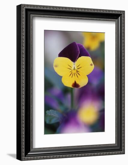 USA, Utah, Close Up of Viola Tricolor in Garden-Scott T. Smith-Framed Photographic Print