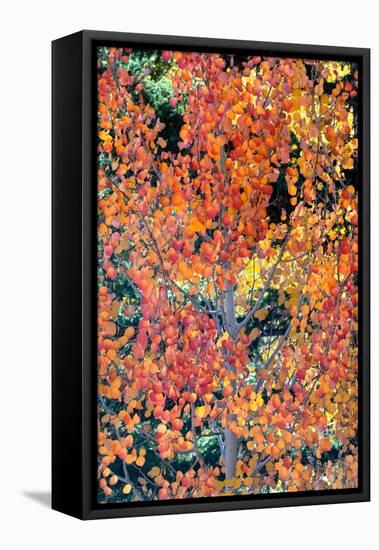 USA, Utah. Colorful autumn aspen and ponderosa pine on Boulder Mountain, Dixie National Forest.-Judith Zimmerman-Framed Premier Image Canvas