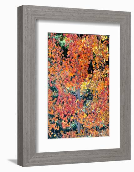 USA, Utah. Colorful autumn aspen and ponderosa pine on Boulder Mountain, Dixie National Forest.-Judith Zimmerman-Framed Photographic Print