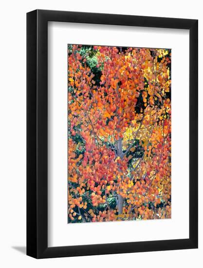 USA, Utah. Colorful autumn aspen and ponderosa pine on Boulder Mountain, Dixie National Forest.-Judith Zimmerman-Framed Photographic Print