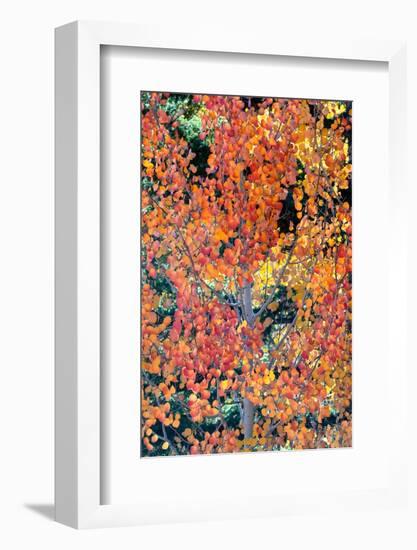 USA, Utah. Colorful autumn aspen and ponderosa pine on Boulder Mountain, Dixie National Forest.-Judith Zimmerman-Framed Photographic Print