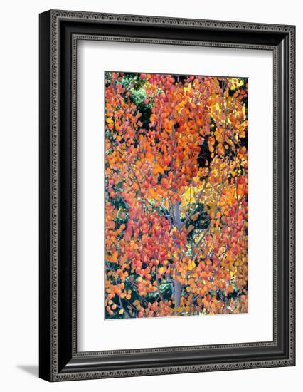 USA, Utah. Colorful autumn aspen and ponderosa pine on Boulder Mountain, Dixie National Forest.-Judith Zimmerman-Framed Photographic Print