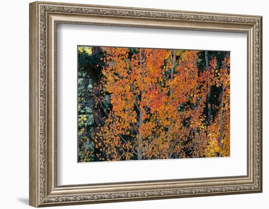 USA, Utah. Colorful autumn aspen and ponderosa pine on Boulder Mountain, Dixie National Forest.-Judith Zimmerman-Framed Photographic Print