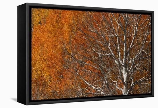 USA, Utah. Colorful autumn aspen on Boulder Mountain, Dixie National Forest.-Judith Zimmerman-Framed Premier Image Canvas