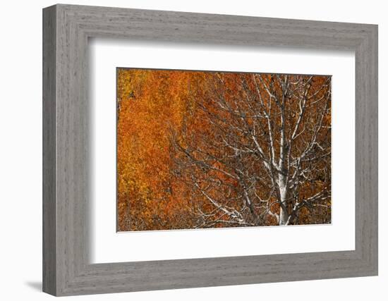 USA, Utah. Colorful autumn aspen on Boulder Mountain, Dixie National Forest.-Judith Zimmerman-Framed Photographic Print