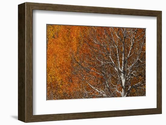 USA, Utah. Colorful autumn aspen on Boulder Mountain, Dixie National Forest.-Judith Zimmerman-Framed Photographic Print