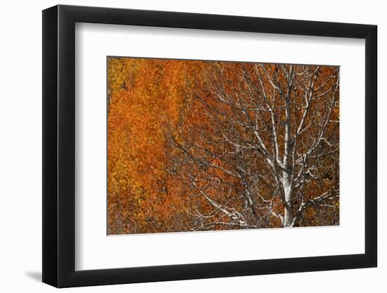 USA, Utah. Colorful autumn aspen on Boulder Mountain, Dixie National Forest.-Judith Zimmerman-Framed Photographic Print