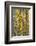 USA, Utah. Colorful autumn aspen on Boulder Mountain, Dixie National Forest.-Judith Zimmerman-Framed Photographic Print