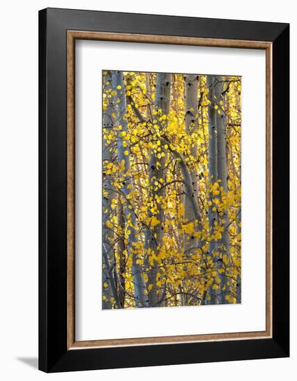 USA, Utah. Colorful autumn aspen on Boulder Mountain, Dixie National Forest.-Judith Zimmerman-Framed Photographic Print