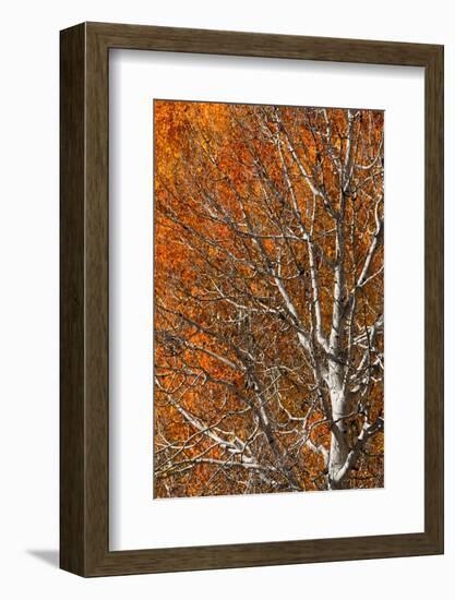 USA, Utah. Colorful autumn aspen on Boulder Mountain, Dixie National Forest.-Judith Zimmerman-Framed Photographic Print