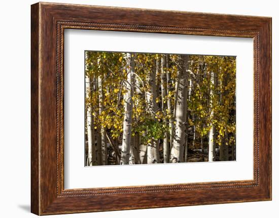USA, Utah. Colorful autumn aspen on Boulder Mountain, Dixie National Forest.-Judith Zimmerman-Framed Photographic Print