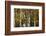 USA, Utah. Colorful autumn aspen on Boulder Mountain, Dixie National Forest.-Judith Zimmerman-Framed Photographic Print