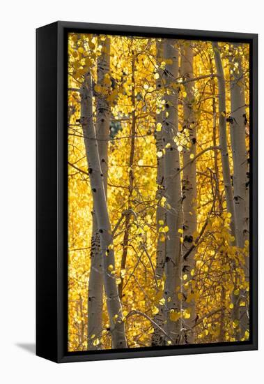 USA, Utah. Colorful autumn aspen on Boulder Mountain, Dixie National Forest.-Judith Zimmerman-Framed Premier Image Canvas