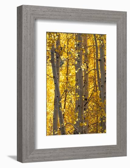 USA, Utah. Colorful autumn aspen on Boulder Mountain, Dixie National Forest.-Judith Zimmerman-Framed Photographic Print