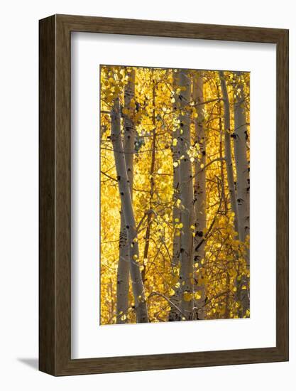 USA, Utah. Colorful autumn aspen on Boulder Mountain, Dixie National Forest.-Judith Zimmerman-Framed Photographic Print