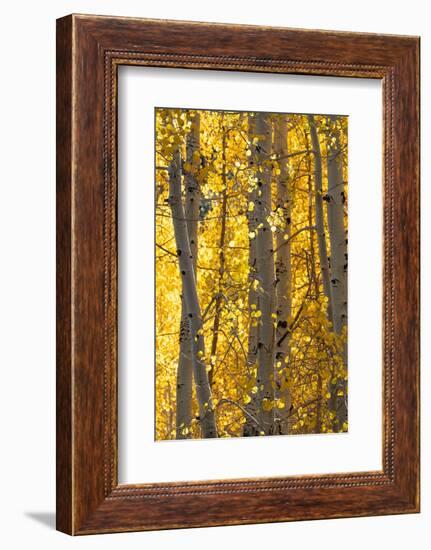 USA, Utah. Colorful autumn aspen on Boulder Mountain, Dixie National Forest.-Judith Zimmerman-Framed Photographic Print