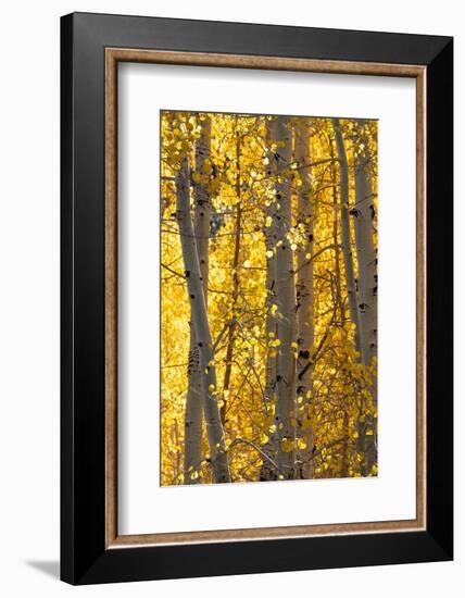 USA, Utah. Colorful autumn aspen on Boulder Mountain, Dixie National Forest.-Judith Zimmerman-Framed Photographic Print