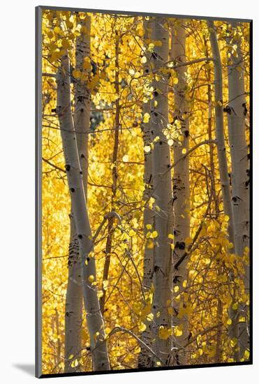 USA, Utah. Colorful autumn aspen on Boulder Mountain, Dixie National Forest.-Judith Zimmerman-Mounted Photographic Print