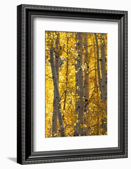 USA, Utah. Colorful autumn aspen on Boulder Mountain, Dixie National Forest.-Judith Zimmerman-Framed Photographic Print