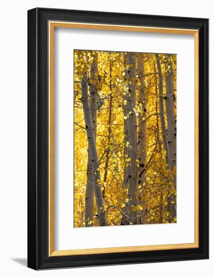 USA, Utah. Colorful autumn aspen on Boulder Mountain, Dixie National Forest.-Judith Zimmerman-Framed Photographic Print