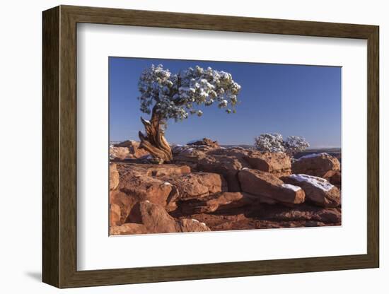 USA, Utah, Dead Horse Point, Canyonlands National Park, Lone Pine-John Ford-Framed Photographic Print