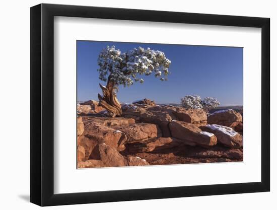 USA, Utah, Dead Horse Point, Canyonlands National Park, Lone Pine-John Ford-Framed Photographic Print